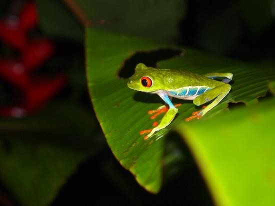 Red-eyed tree frog on a green leaf in the Bijagua rainforest, Costa Rica - wildlife tour